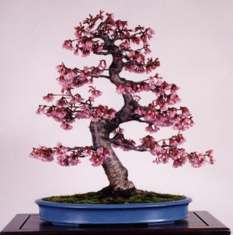 Przepiękne bonsai - mediumjvjuuy47a2cdfa34717.jpg