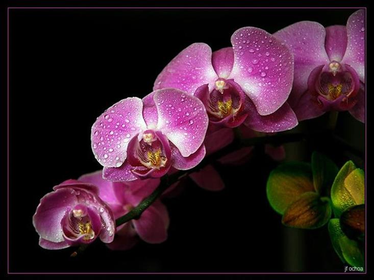 orchidea - orchidea5.jpg