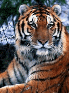 Zwierzęta - tygrysisko.gif