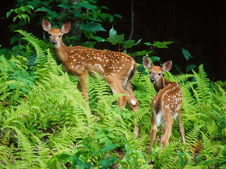 Tapety na pulpit - Curious Fawns - 1600x1200 - ID 44449 - PREMIUM.jpg