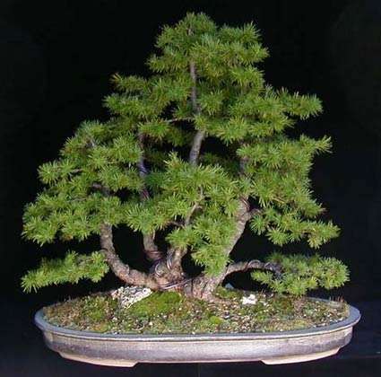 Przepiękne bonsai - 14.jpg