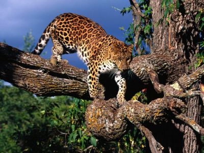 Dzikie koty - Gepard11.jpg