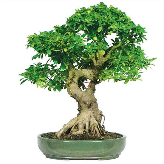   bonsai - najpiękniejsze drzewka - e289c66aa99aac882b34910073f05909.jpg