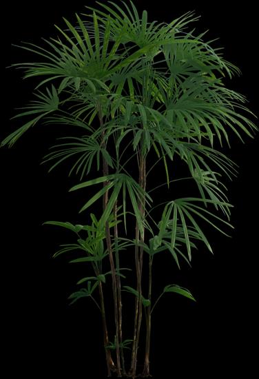 palmy i inne tropikalne - PALMA 15.png