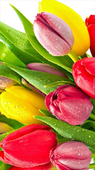Kwiaty - tapeciarnia.pl-tapeta-na-telefon-zroszone-tulipany.jpg