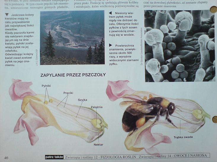 Biologia - zapylanie przez pszczoły.JPG