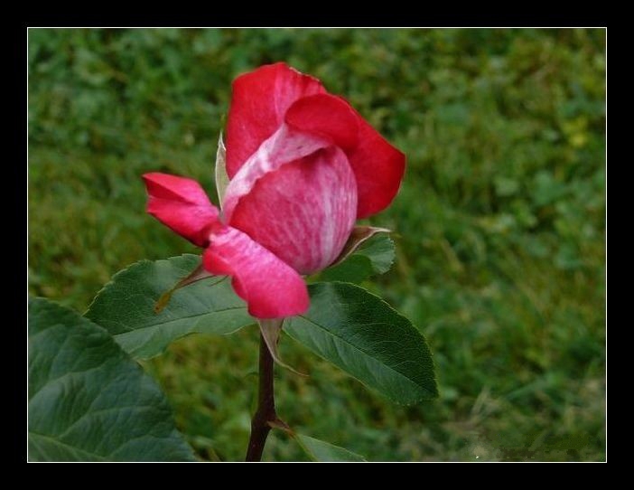róże - P1100569.jpg