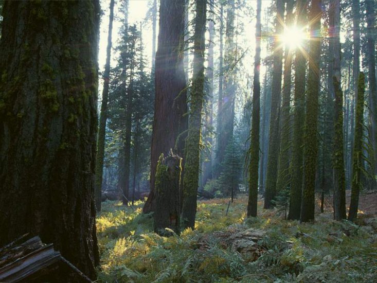 Tapety na pulpit-przepiękne - Reaching Through the Giant Forest, California.jpg