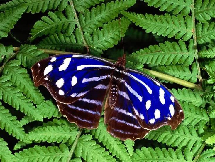 motyle i owady - motyl 15.jpg