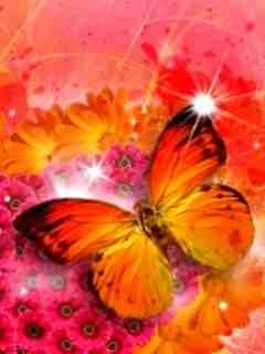 Motyle - Butterflyr.jpg