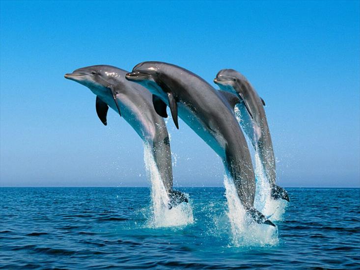 delfiny - dauphins7.jpg