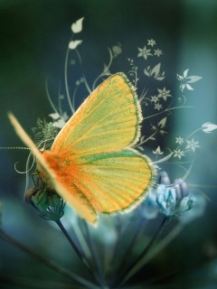 zwierzęta - butterfly4_vcjdfjan1.jpg