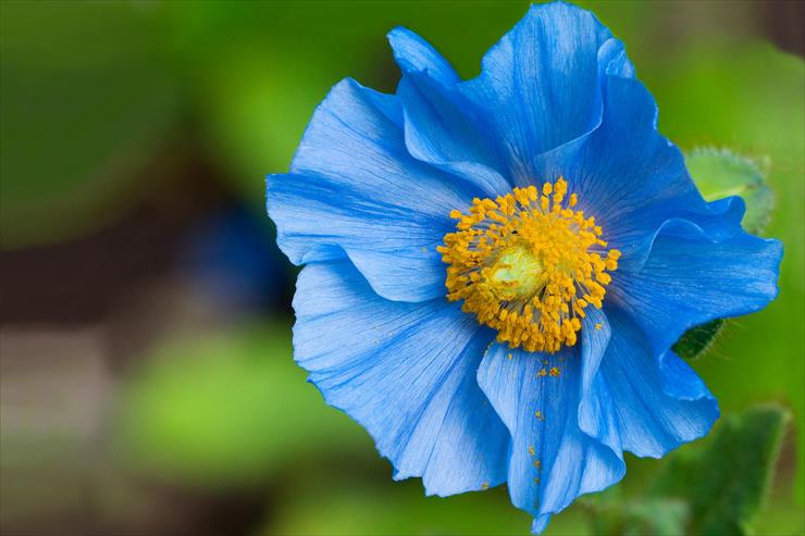KWIATY - Blue Poppy.jpg