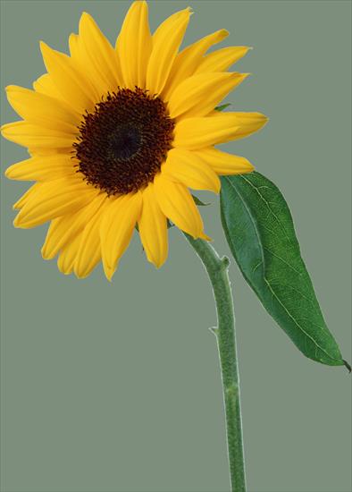 słoneczniki - 6.sunflower.png