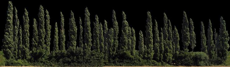Drzewa panorama png - ALT019-05-D.png
