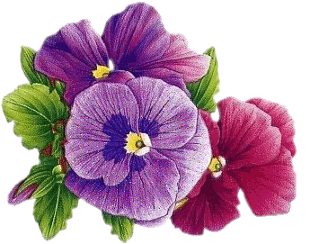 gify-bratki - kwiaty bratki434441.gif