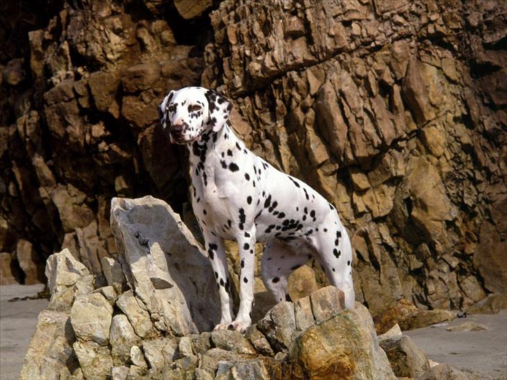 tapety - Dalmatian on Rocky Beach.jpg