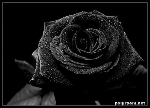 Czarne Róże - 1217555595_26775_21481.jpg