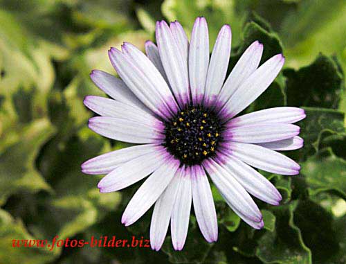 KWIATY - white_flower--JEDYNA0101.jpg