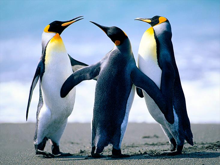 TAPETY HD Różne - Penguins.jpg