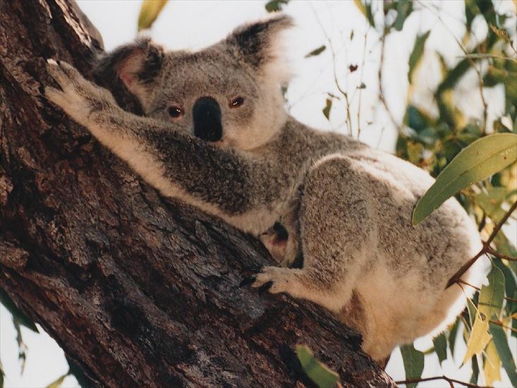  Zwierzaki - koala.jpg
