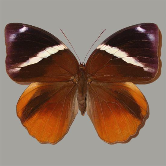 Motyle egzotyczne - Thauria alirys F.jpg