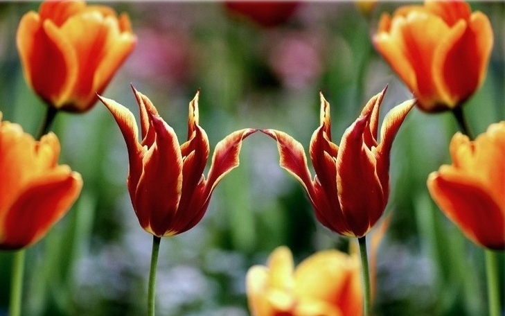 tulipany - tulip.Dsc_628.jpg