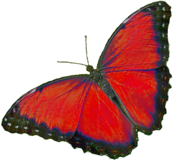 DODATKI PNG WALENTYNKOWE 3 - farfalla rossa.png