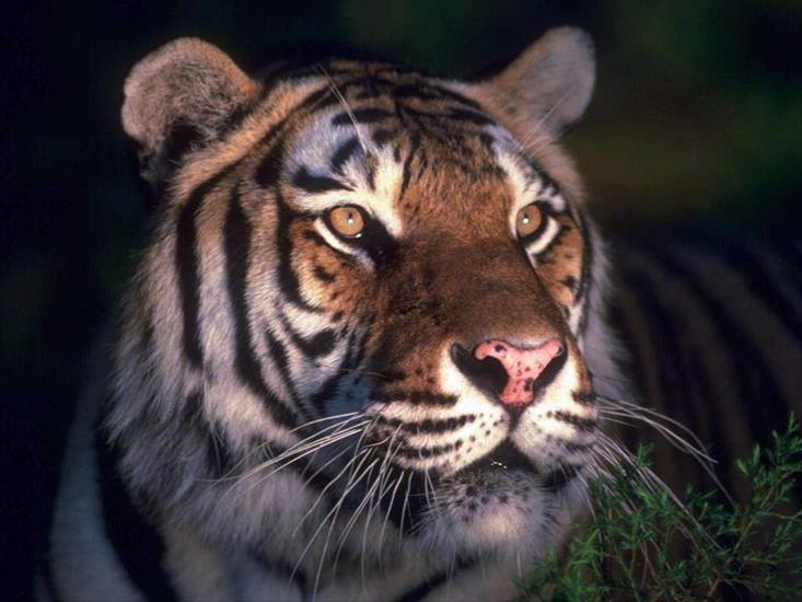 koty duże - tygrys 13.jpg