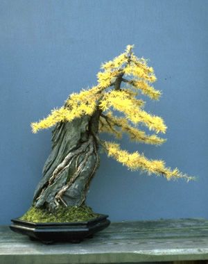   bonsai - najpiękniejsze drzewka - c32729713312194c22626790dfc8fd13.jpg
