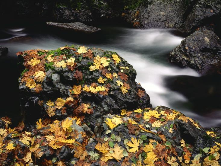 krzysiek16257 - Autumn Leaf Covered Rock, Elk River, Oregon - 16.jpg