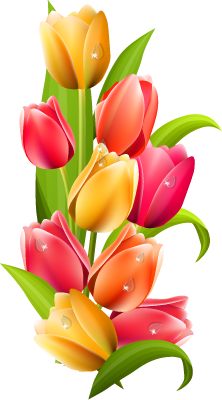 1 - tulip_PNG9002.png
