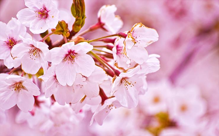 Cherry Blossom - 19.jpg