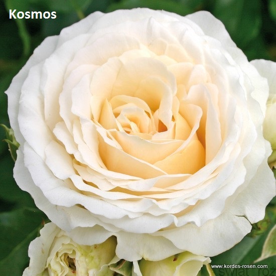 zamówienia 2018 - Róża Kosmos.jpg