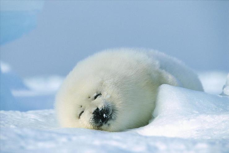 Tapety - Harp Seal, Magdalen Islands, Canada.jpg