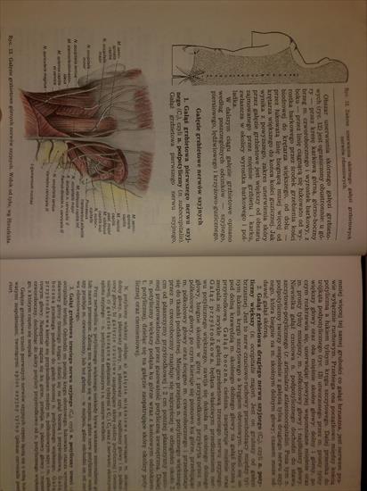 Anatomia - nerwy rdzeniowe 5.jpg