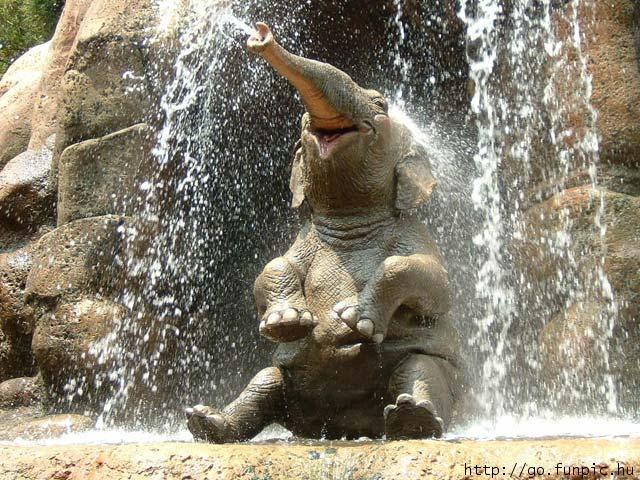 obrazki zwierzęta - słoń w kąpieli.jpg