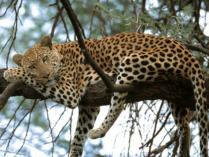  Animals part 1 z 3 - Cat Nap, Leopard, Africa.jpg