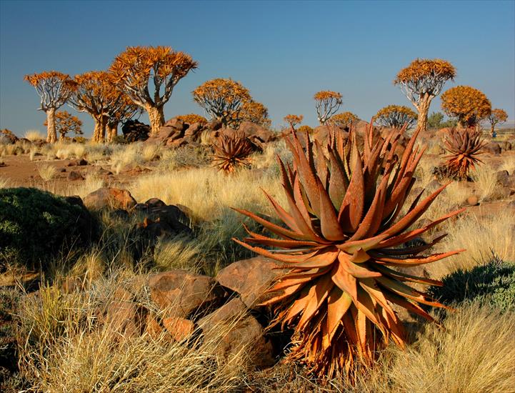 Namibia - Namibie_Quivertree_Forest_03.JPG