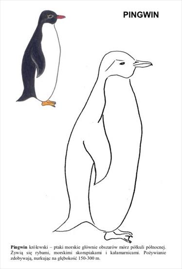 ptaki - Pingwin1.jpg