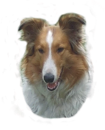 Pieseczki - Lassie.gif