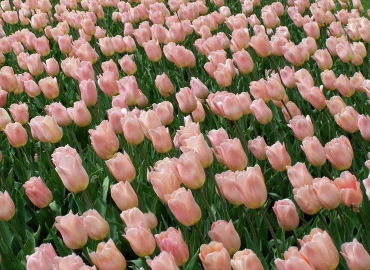 TŁA  OBRAZY  DLA TWORZENIA  - tło tulipanowe.jpg