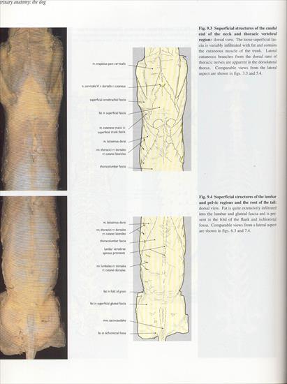09.the vertebral column - 04.jpg