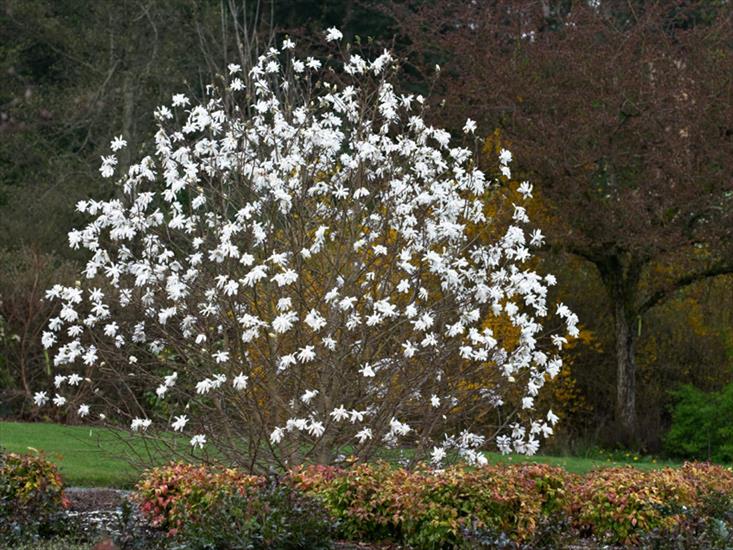 WIOSNA - tapety wiosna_magnolia_japonska.jpg