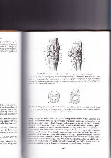 Osteologia - 183.jpg