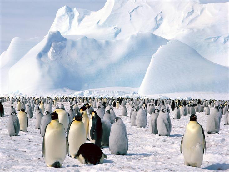  Animals part 2 z 3 - Emperor Penguins, Weddell Sea, Antarctica.jpg