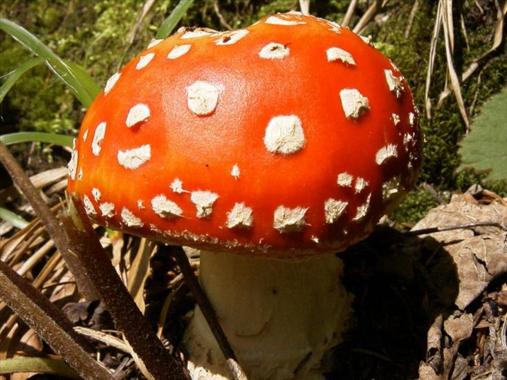 fungus - fungos-022.jpg