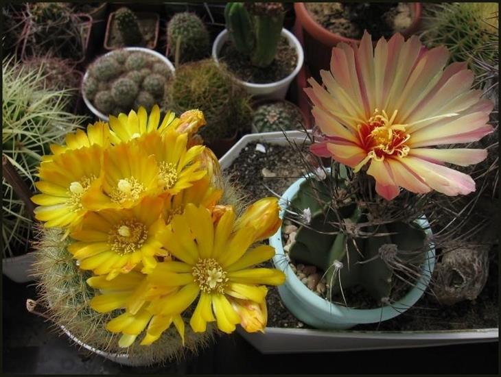 Kwitnące kaktusy - kaktus007.jpg