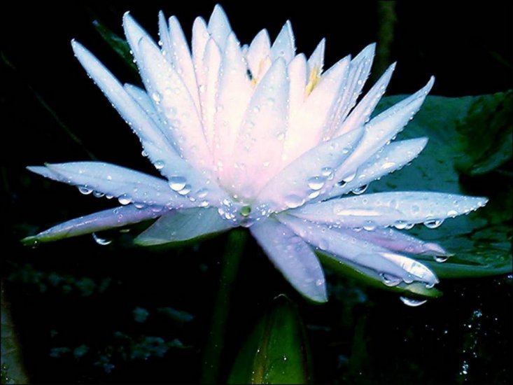 lilia wodna - nenufary - lilie wodne 64.jpg