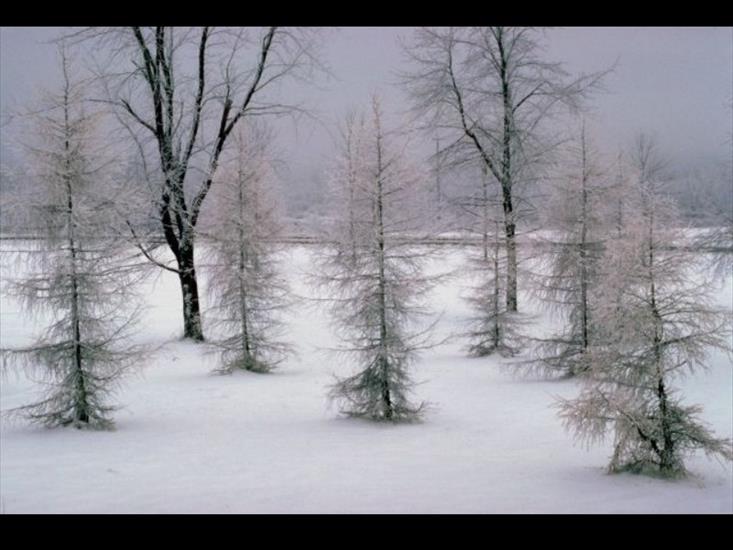  Krajobrazy  - Winter Trees.jpg